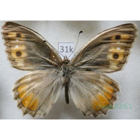 Pseudochazara pelopea persica (Christoph, 1877) male Turkey31k